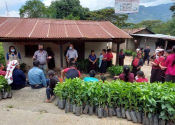 Habitantes de San Sebastián Huehuetenango reciben plántulas de café