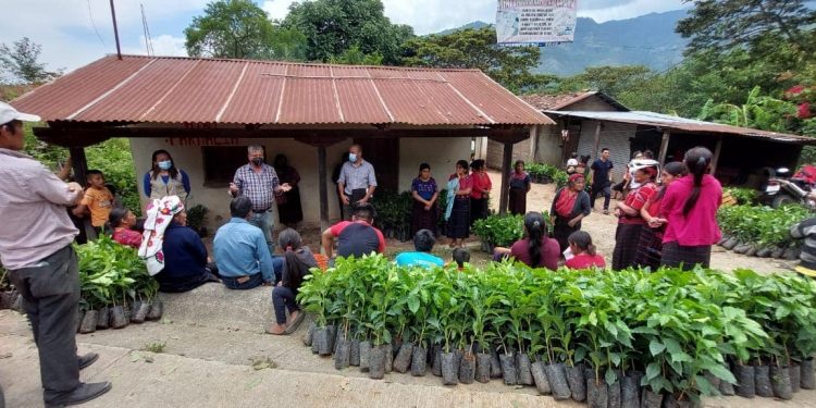 Habitantes de San Sebastián Huehuetenango reciben plántulas de café