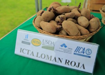 MAGA apuesta por cultivo sostenible de nueva variación de papa