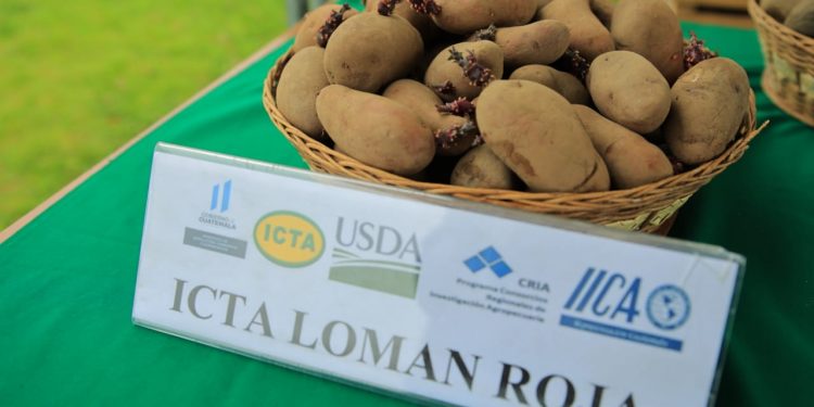MAGA apuesta por cultivo sostenible de nueva variación de papa
