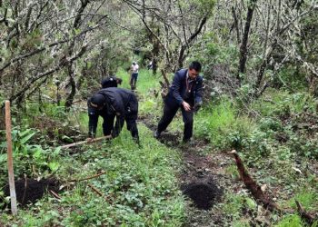 PNC y autoridades comunitarias plantan 500 árboles en Totonicapán