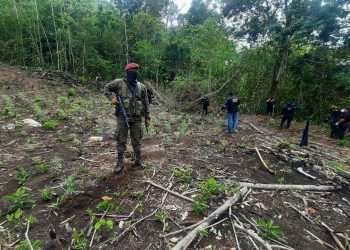Fuerzas de seguridad erradican más de 12 mil matas de marihuana en Petén
