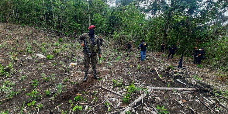 Fuerzas de seguridad erradican más de 12 mil matas de marihuana en Petén