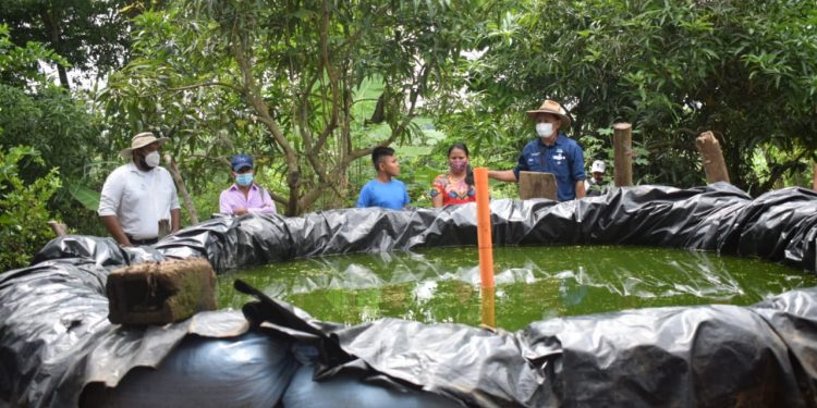 Extensionistas rurales promueven producción de tilapia en Suchitepéquez