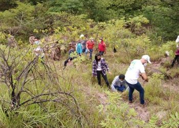 Santa Rosa recibe donación de 12 mil árboles