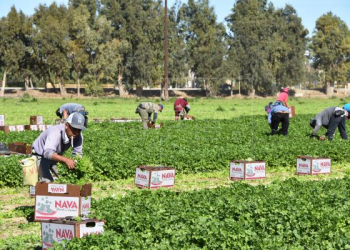 Comisionada de Florida promete defender a agricultores hispanos en desventaja