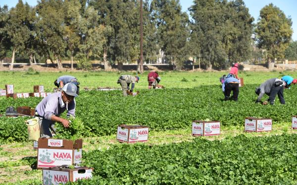 Comisionada de Florida promete defender a agricultores hispanos en desventaja