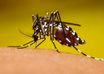 Disminuyen casos de dengue en Guatemala./Foto referencia.