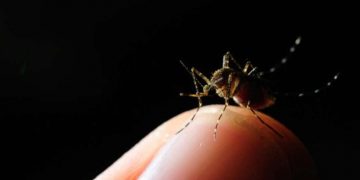 Una bacteria se convierte en la esperanza de la lucha contra el dengue