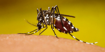 Disminuyen casos de dengue en Guatemala./Foto referencia.