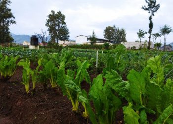 Dan recomendaciones al sector agropecuario debido a copiosa lluvia