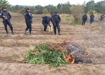 PNC erradica plantaciones de marihuana en Totonicapán y Zacapa
