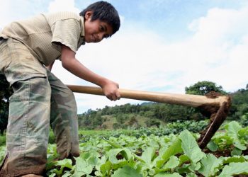Promueven la erradicación del trabajo infantil en Guatemala./Foto: DCA.