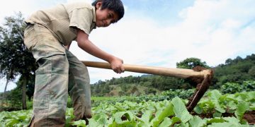 Promueven la erradicación del trabajo infantil en Guatemala./Foto: DCA.