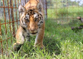 Felinos fueron rescatados por la unidad./Foto: MAGA.