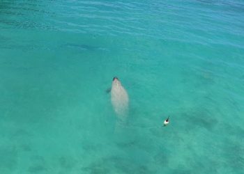 República Dominicana libera a tres manatíes rescatados desde hace varios años