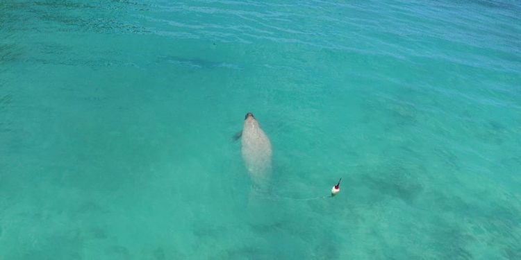 República Dominicana libera a tres manatíes rescatados desde hace varios años