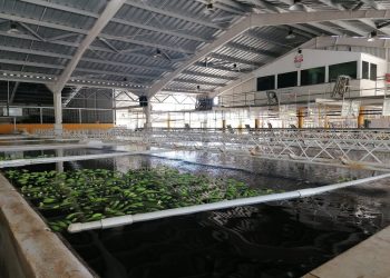 Izabal buscan poner en marcha cadenas de valor.