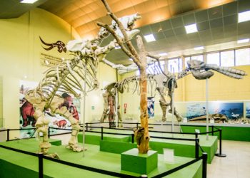 Conmemoran 47 años de historia paleontológica en el Museo de Estanzuela