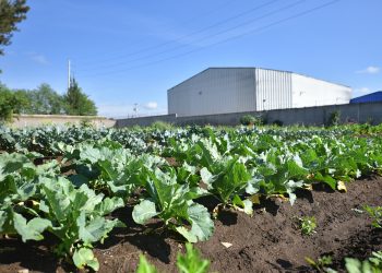 LOS HUERTOS DE EL TEJAR