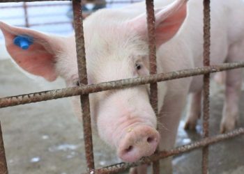 Guatemala en alerta ante Peste Porcina Africana confirmada en República Dominicana.