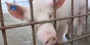 Guatemala en alerta ante Peste Porcina Africana confirmada en República Dominicana.