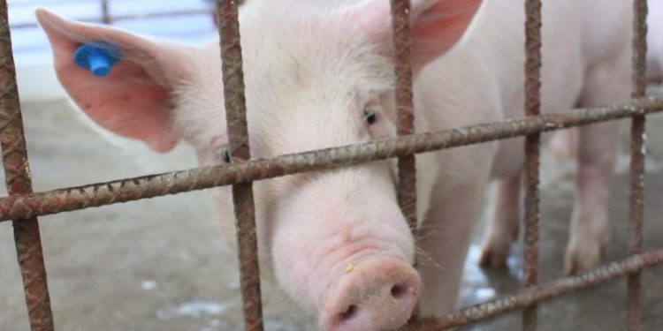 Guatemala en alerta ante Peste Porcina Africana confirmada en República Dominicana.