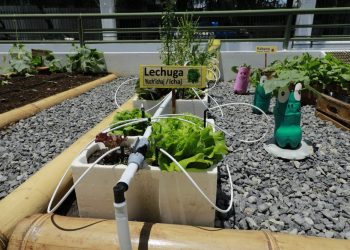 Mineduc prevé establecer 3 mil 616 huertos pedagógicos en el país