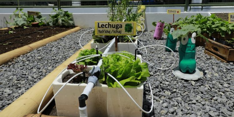 Mineduc prevé establecer 3 mil 616 huertos pedagógicos en el país