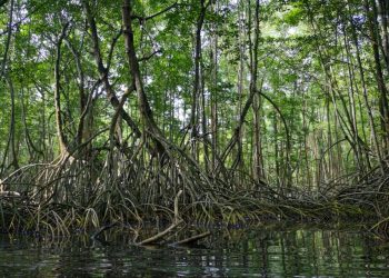 En Guatemala el ecosistema manglar representa una superficie de 25 mil 089 hectáreas.