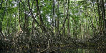 En Guatemala el ecosistema manglar representa una superficie de 25 mil 089 hectáreas.