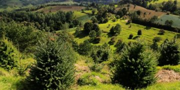 Ministerio de Ambiente destaca acciones implementadas para la restauración de paisajes
