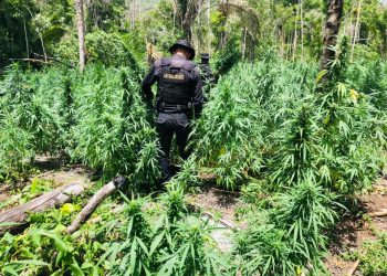 La SGAIA erradicaron 116 mil 048 matas de marihuana en Petén.