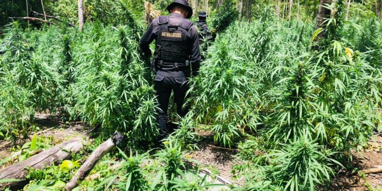La SGAIA erradicaron 116 mil 048 matas de marihuana en Petén.