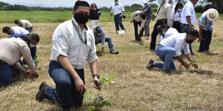 Lanzan primera fase de proyecto para reforestar 3 mil hectáreas de la costa sur