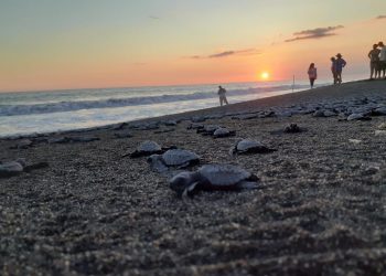 Anuncian temporada de anidación de tortugas marinas