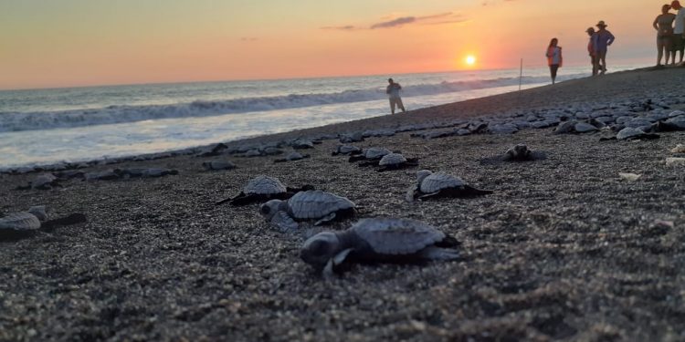 Anuncian temporada de anidación de tortugas marinas