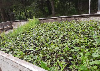 Gobernación Departamental de Chimaltenango promueve la reforestación