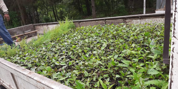 Gobernación Departamental de Chimaltenango promueve la reforestación