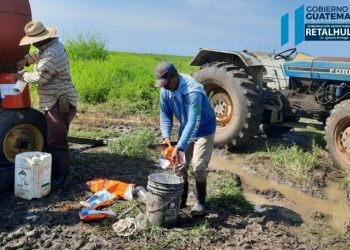 Autoridades de Retalhuleu protegen cultivos de la langosta voladora
