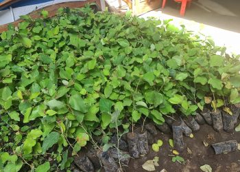 Buscan reforestar comunidad de Tecpán