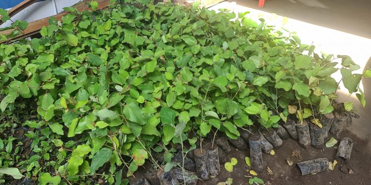 Buscan reforestar comunidad de Tecpán