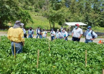 Extensionistas de Huehuetenango refuerzan capacidades