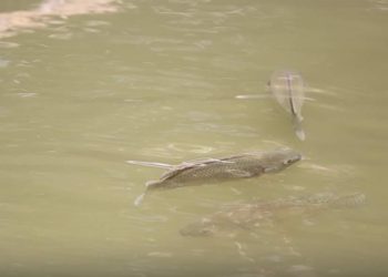 Promueven crianza artesanal de tilapia en Taxisco, Santa Rosa