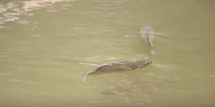 Promueven crianza artesanal de tilapia en Taxisco, Santa Rosa