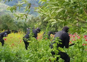 Erradican plantaciones de amapola valoradas en más de 96 millones de quetzales