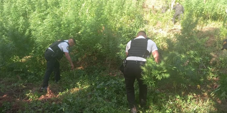 PNC erradica más de 3 millones de matas de marihuana en San Marcos