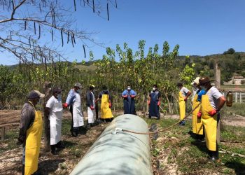 Al menos 35 mil familias de la cuenca del lago Petén, Itzá, fueron beneficiadas con el programa de manejo forestal