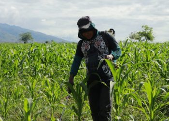 El maíz es uno de los cultivos en riesgo por la saturación de suelos.