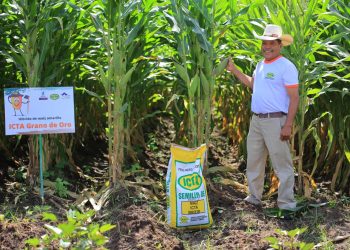 Más de 2 mil productores de maíz serán beneficiados con el lanzamiento de la semilla ICTA Grano de Oro
